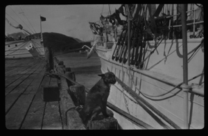 Image of Dog sitting on dock by vessel